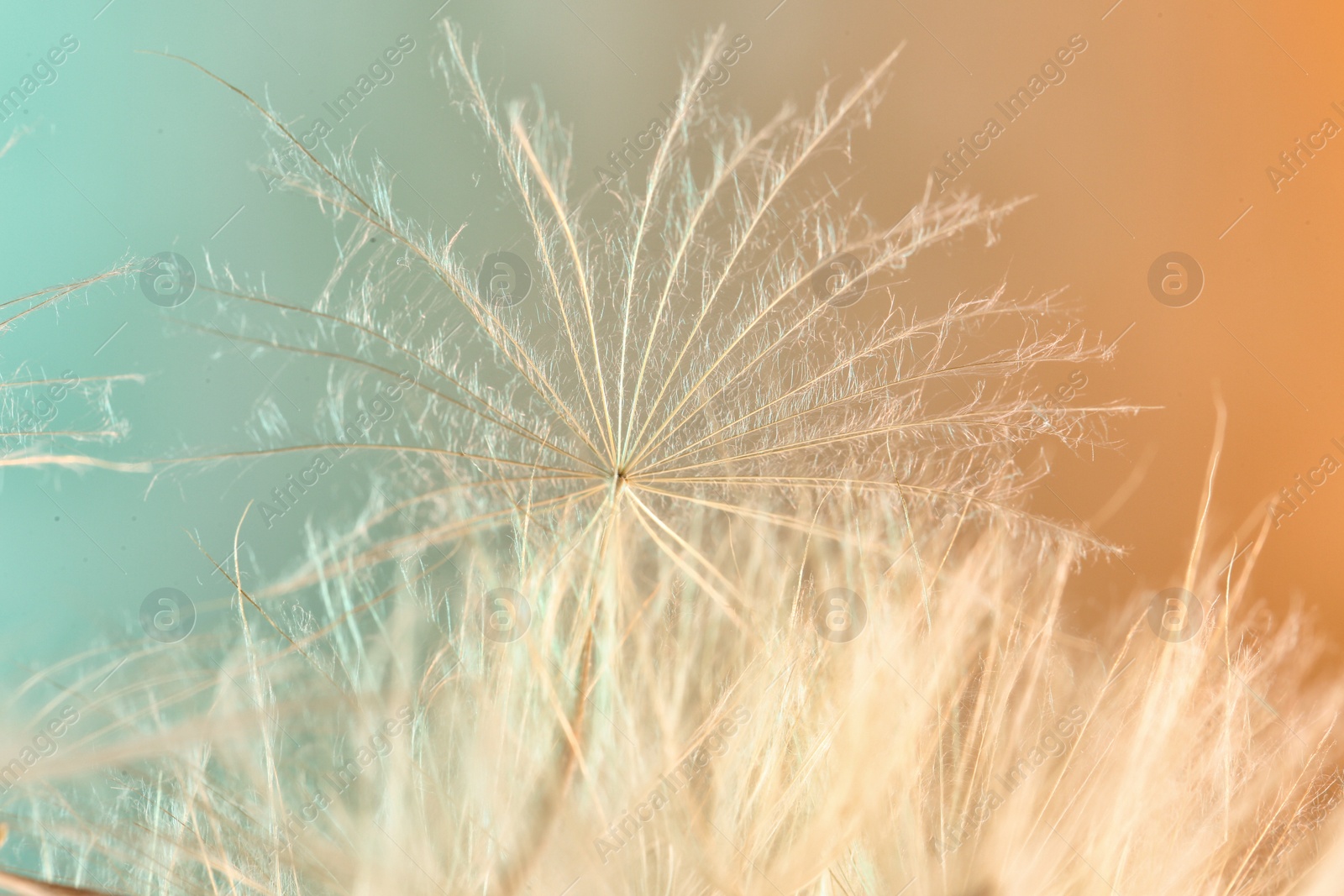 Photo of Dandelion seeds on color background, close up