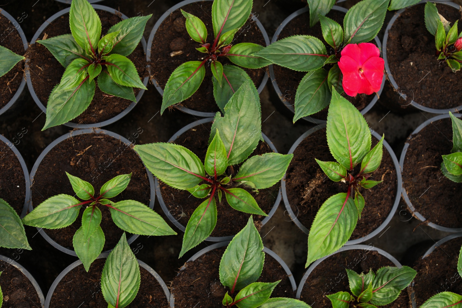 Photo of Fresh green seedlings growing in pots with soil, top view