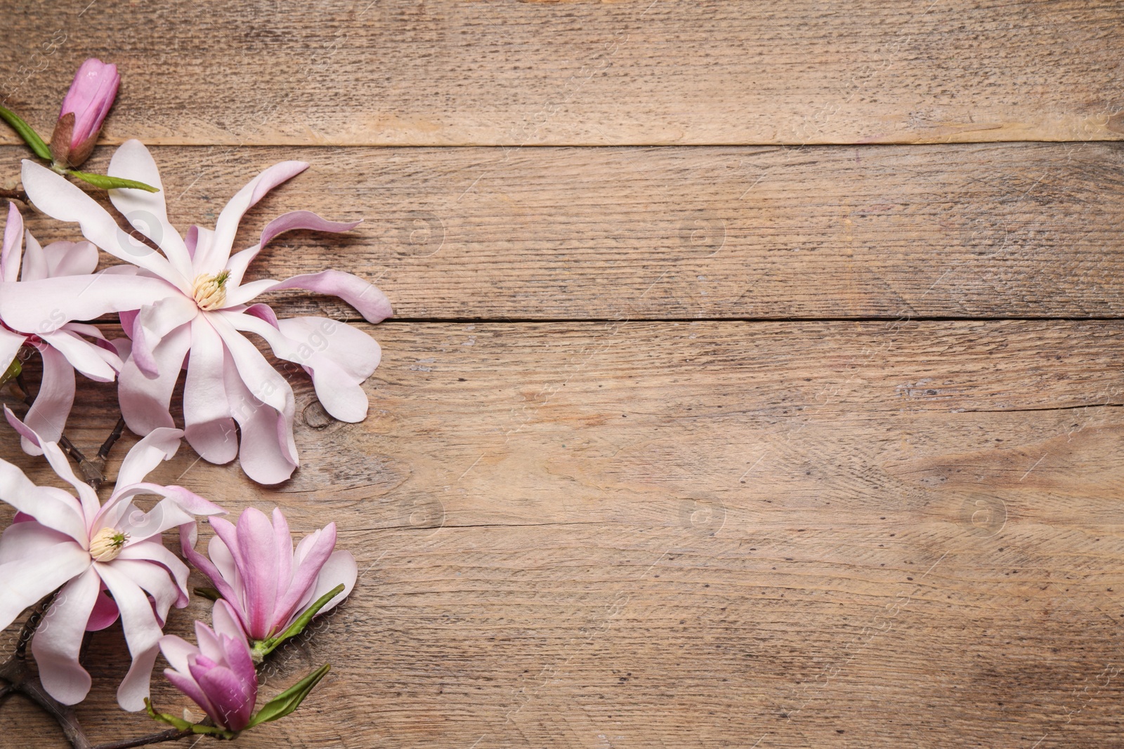 Photo of Magnolia tree branches with beautiful flowers on wooden table, flat lay. Space for text