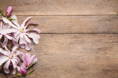 Magnolia tree branches with beautiful flowers on wooden table, flat lay. Space for text