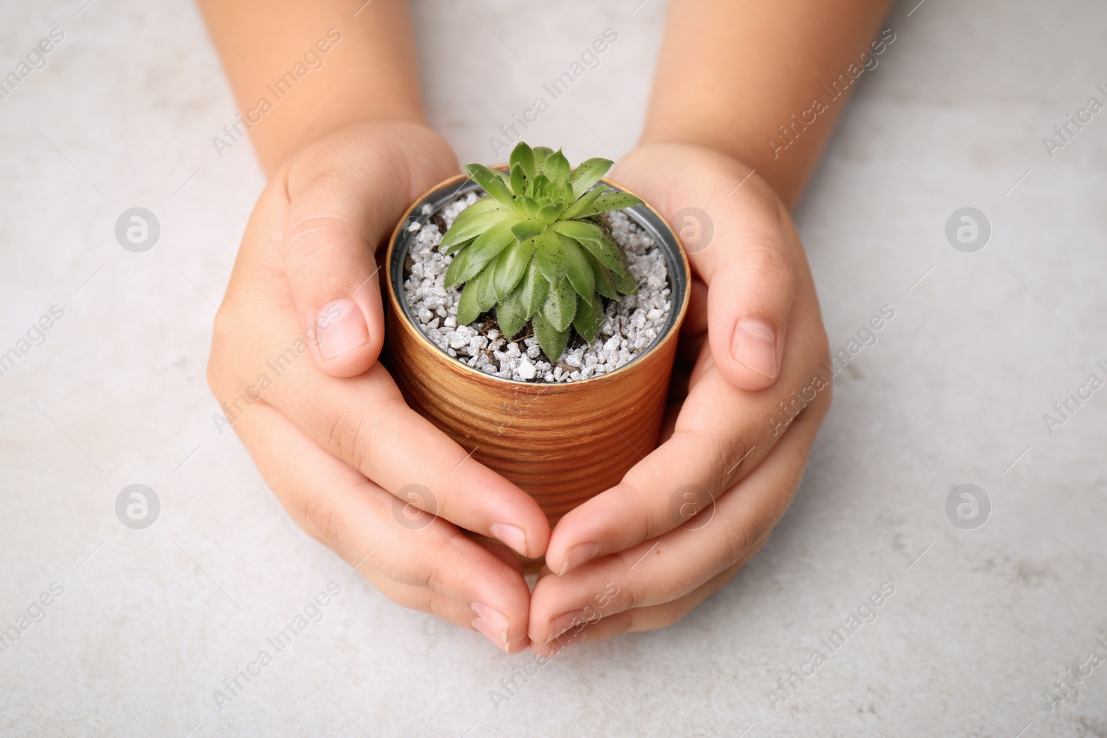 Photo of Child holding painted tin can with beautiful succulent at light table, closeup