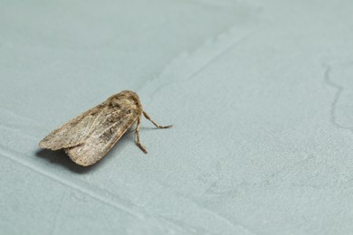 Photo of Paradrina clavipalpis moth on light grey textured background, space for text