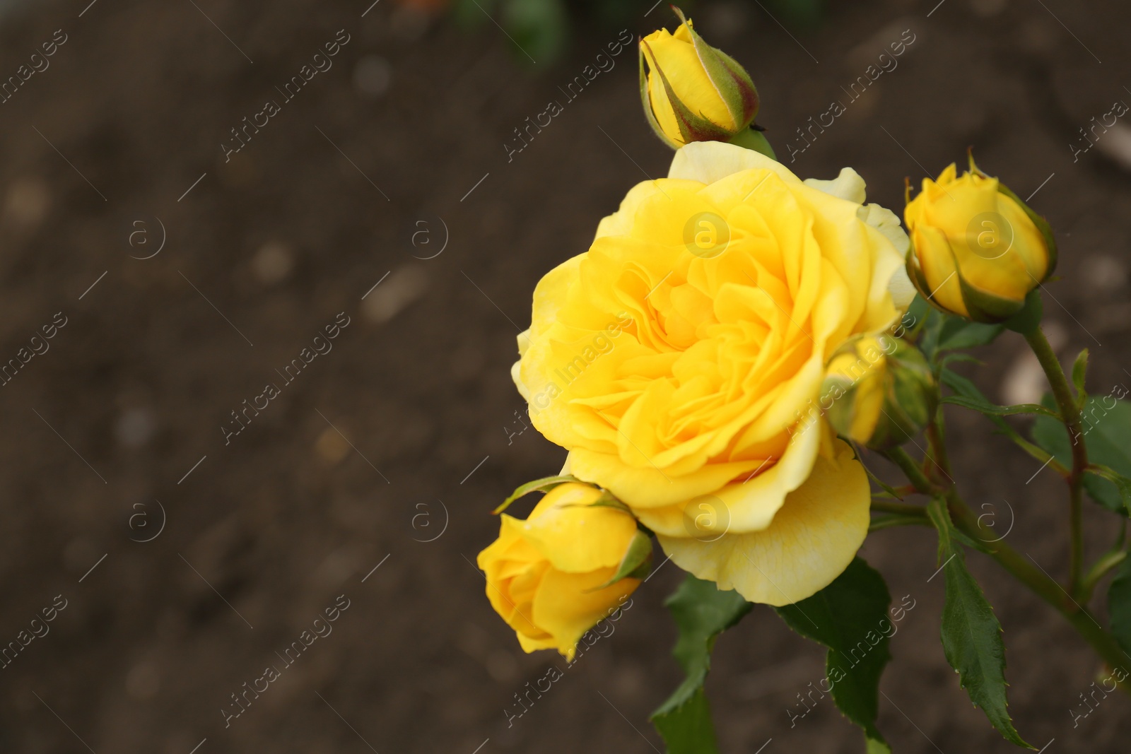 Photo of Closeup view of beautiful blooming rose bush outdoors, space for text