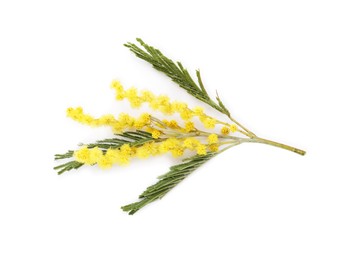 Photo of Beautiful mimosa plant with yellow flowers isolated on white, top view