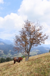 Photo of Brown horse on hill near beautiful mountains