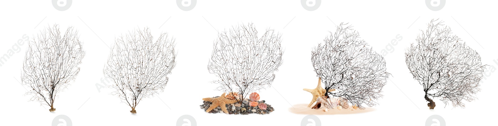 Image of Set of beautiful branching corals on white background. Banner design