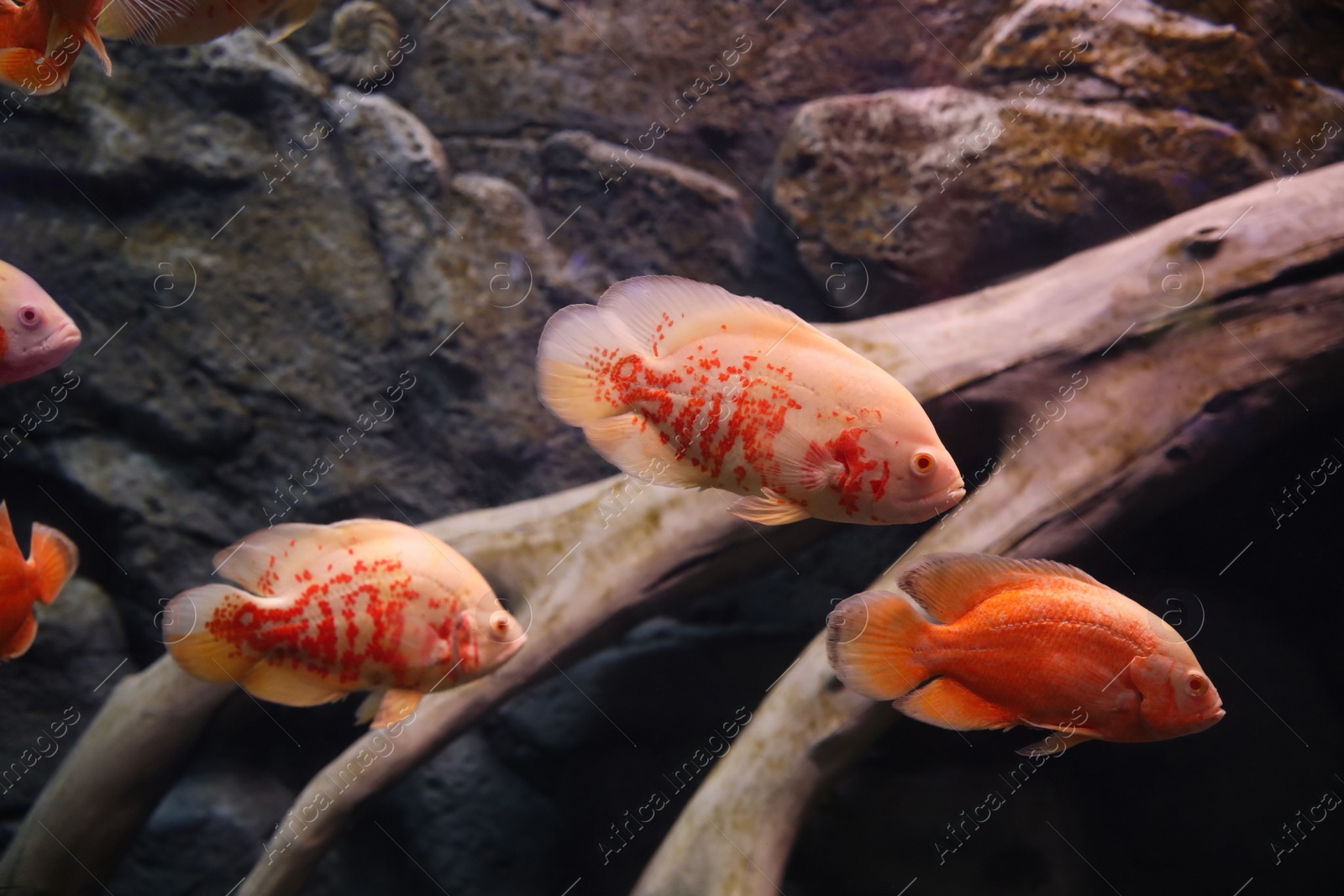 Photo of Beautiful albino oscar fishes in clear aquarium