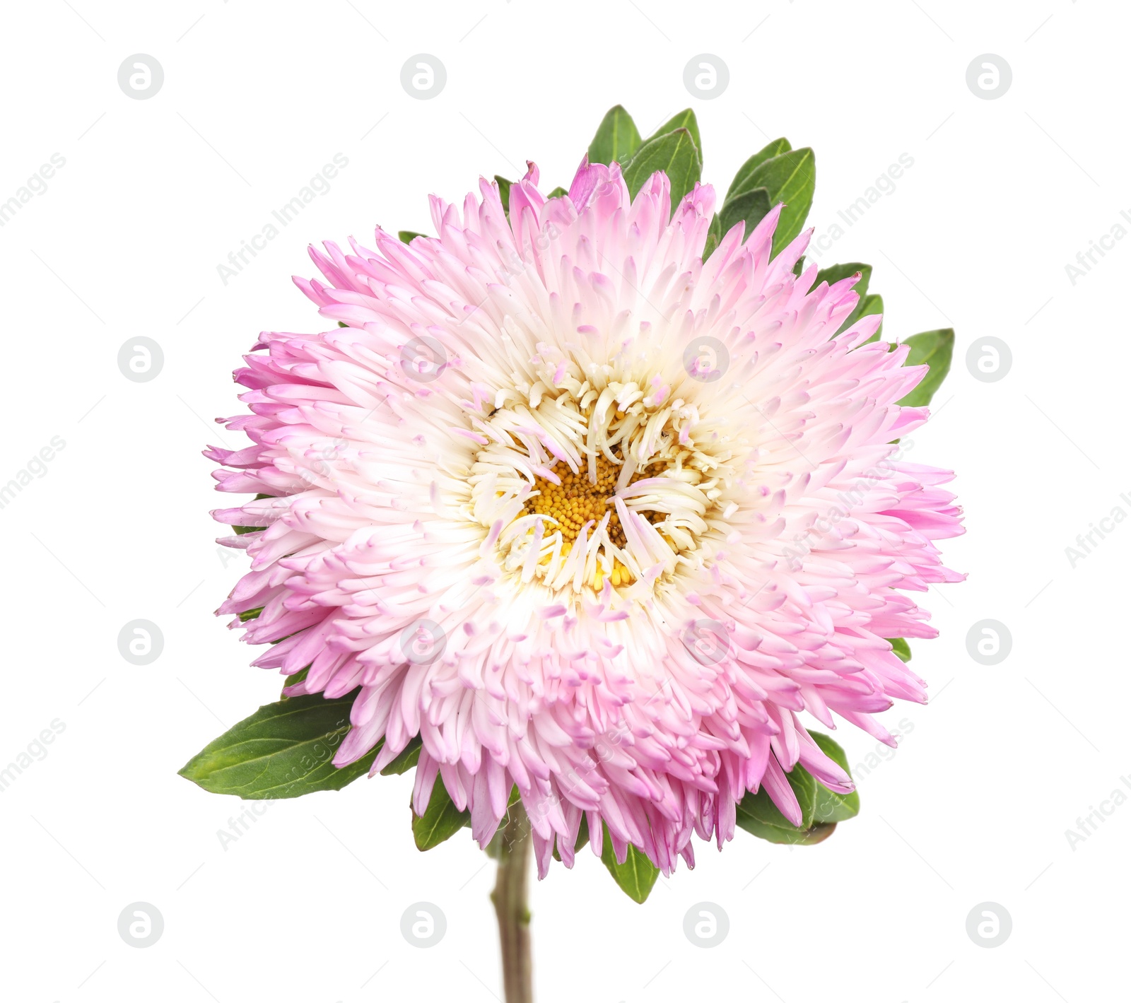 Photo of Beautiful pink aster flower on white background