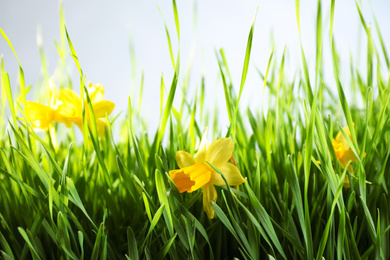 Photo of Spring green grass and bright daffodils on light background, closeup