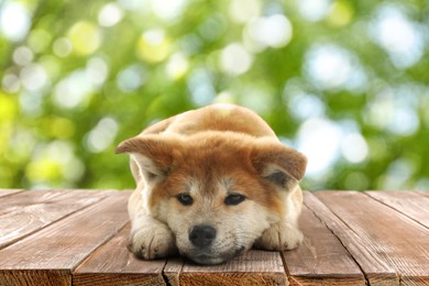 Cute Akita Inu puppy on wooden surface outdoors, bokeh effect. Adorable pet 