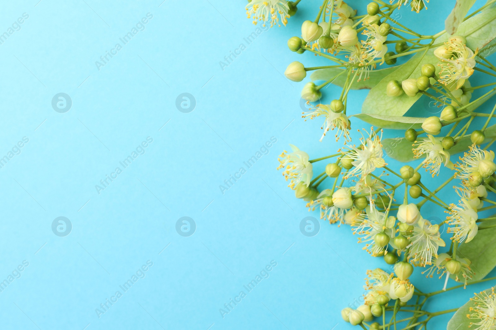 Photo of Fresh linden leaves and flowers on light blue background, top view. Space for text
