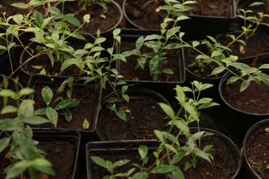 Photo of Potted Malpighia glabra plants growing in greenhouse