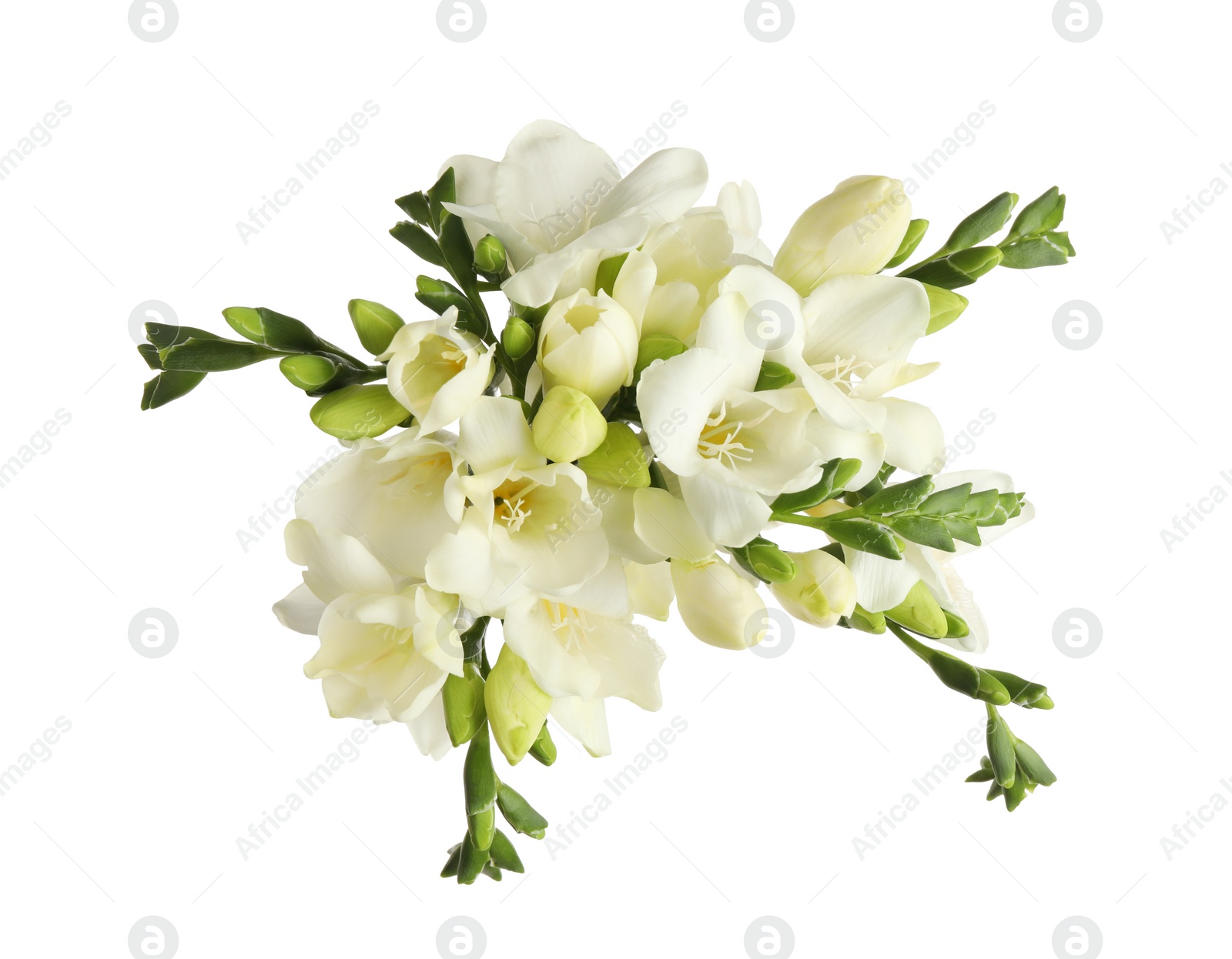 Photo of Beautiful blooming freesias isolated on white, top view