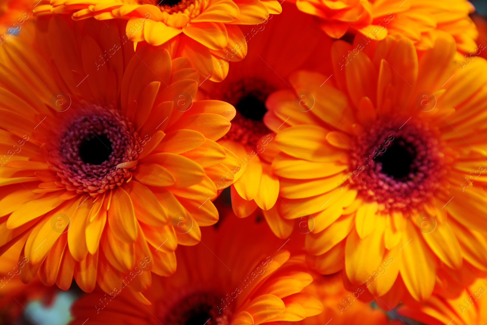 Image of Beautiful orange gerbera flowers as background, closeup