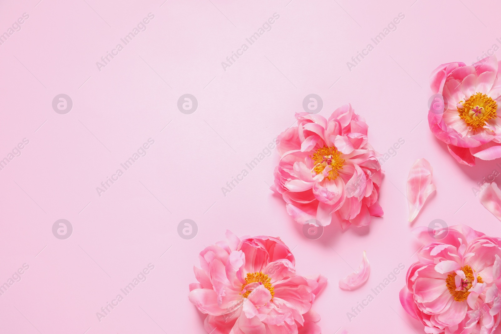 Photo of Beautiful peonies on pink background, flat lay. Space for text