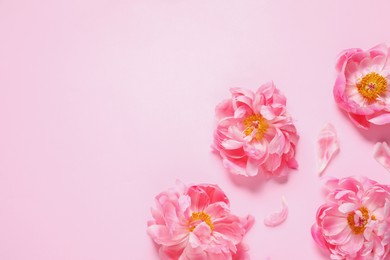 Beautiful peonies on pink background, flat lay. Space for text