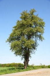 Photo of Beautiful tree with green leaves on branches outdoors