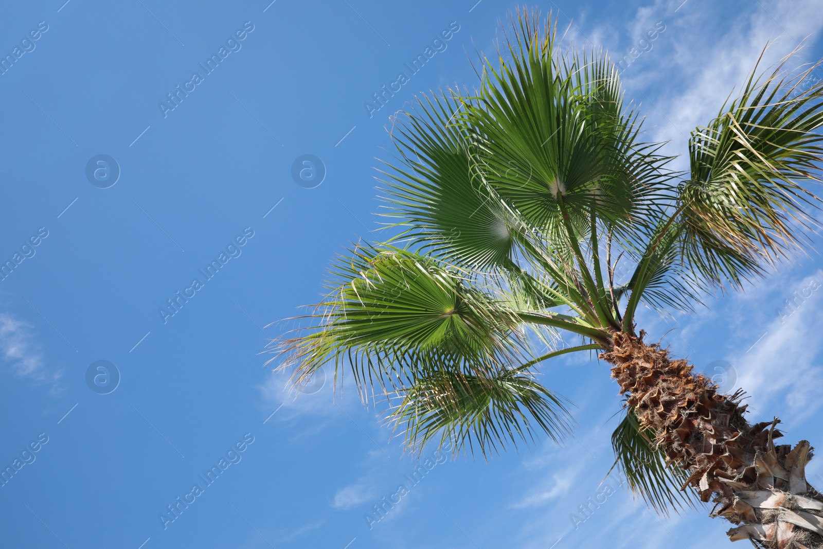 Photo of Beautiful palm tree outdoors on sunny summer day, low angle view