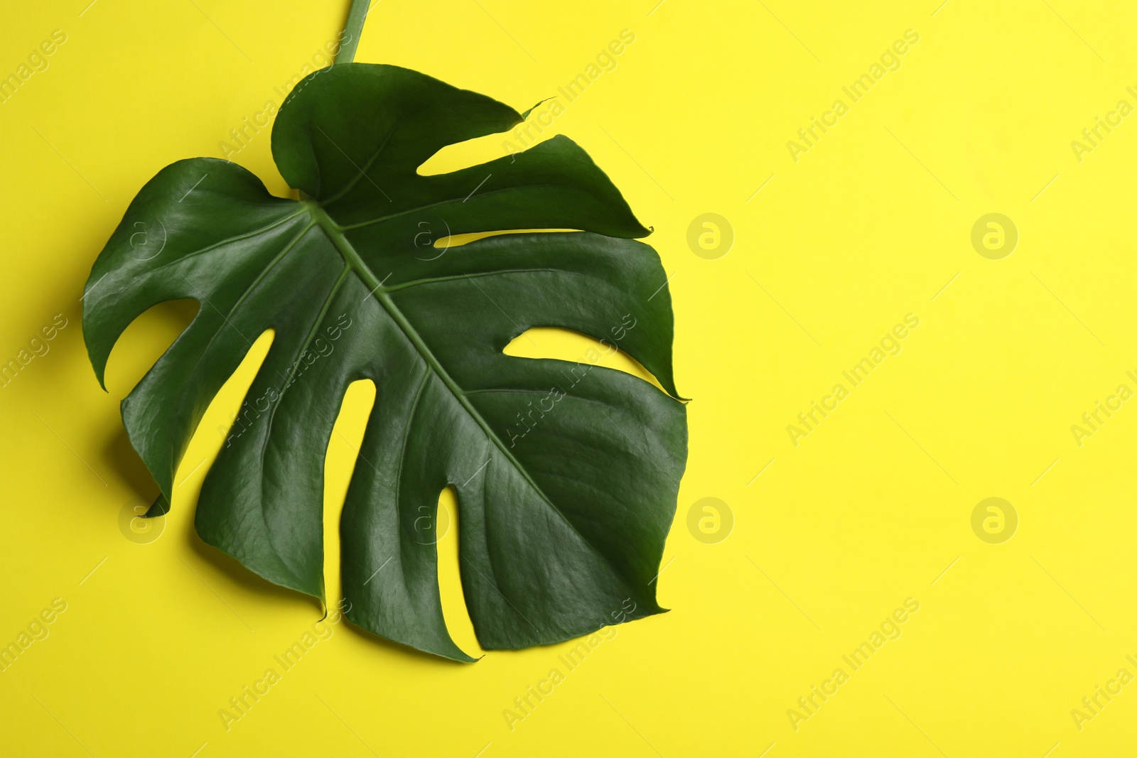 Photo of Leaf of tropical monstera plant on color background, top view with space for text