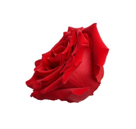 Photo of Beautiful fresh red rose isolated on white