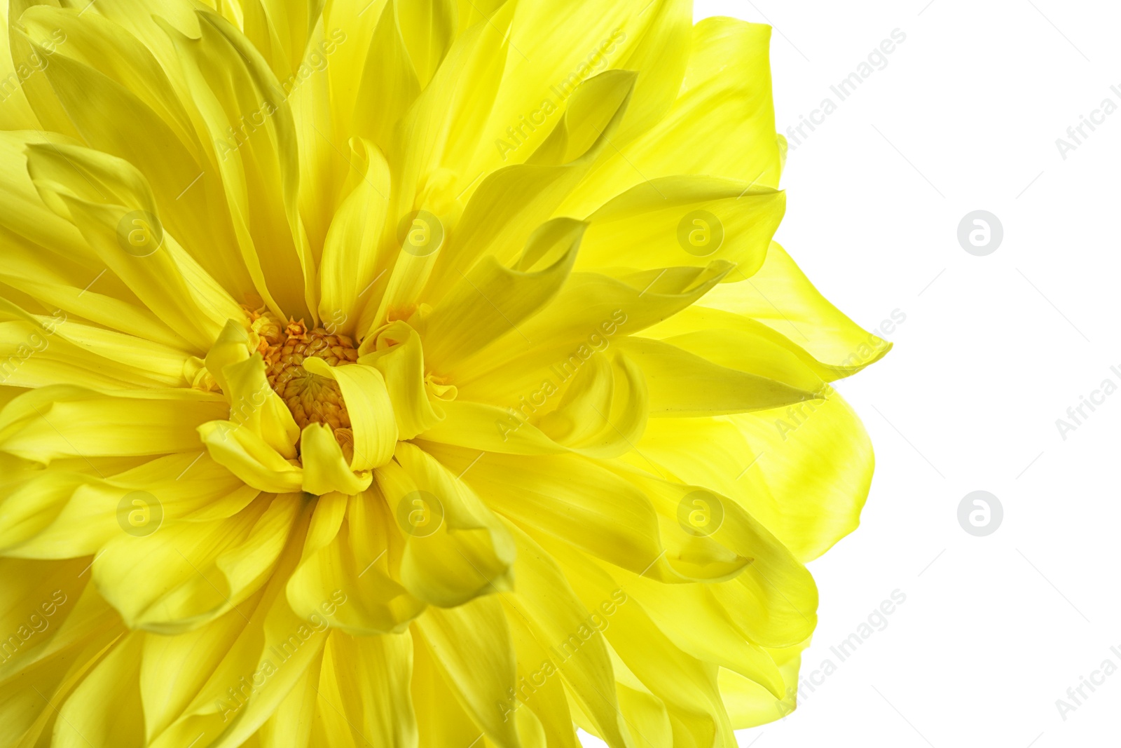 Photo of Beautiful yellow dahlia flower on white background, closeup