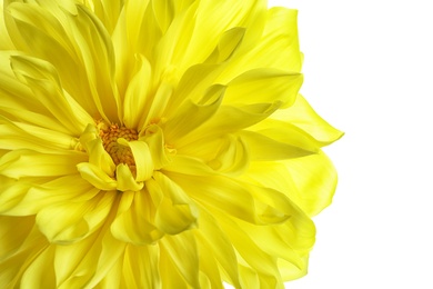 Photo of Beautiful yellow dahlia flower on white background, closeup