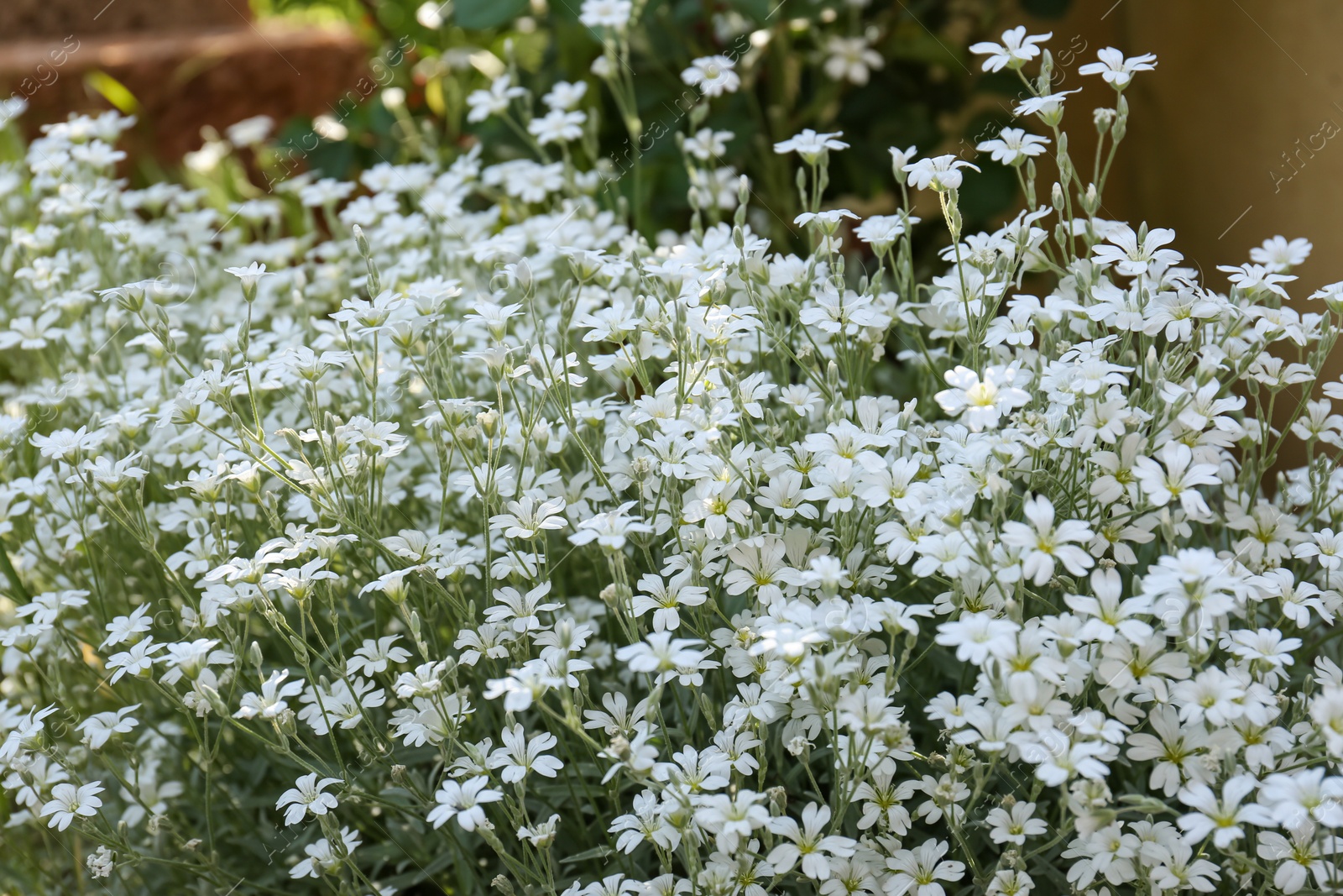 Photo of Beautiful white snow-in-summer flowers outdoors, closeup view