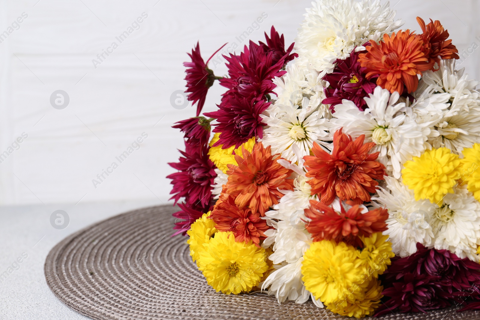 Photo of Many beautiful chrysanthemum flowers on light grey table. Space for text