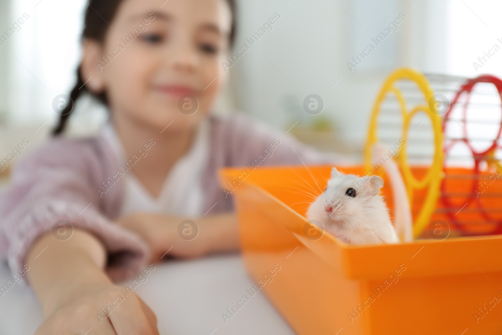 Photo of Little girl playing with cute hamster at home, focus on hand