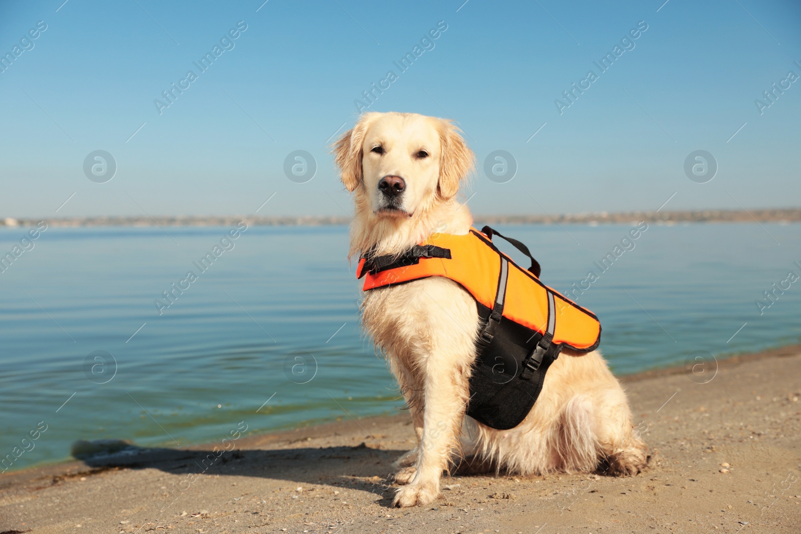 Photo of Dog rescuer in life vest on beach near river