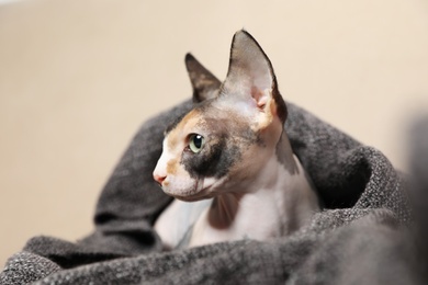 Cute sphynx cat covered with plaid on sofa. Friendly pet