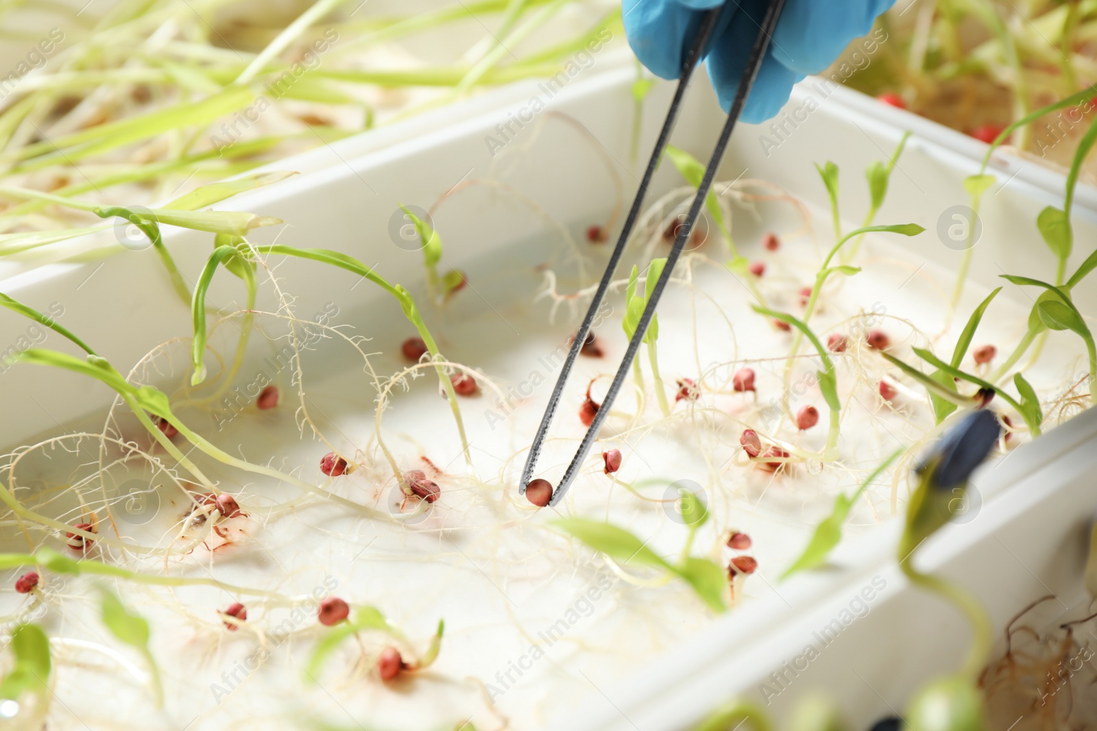 Photo of Scientist taking sprouted corn seed from container with tweezers, closeup. Laboratory analysis