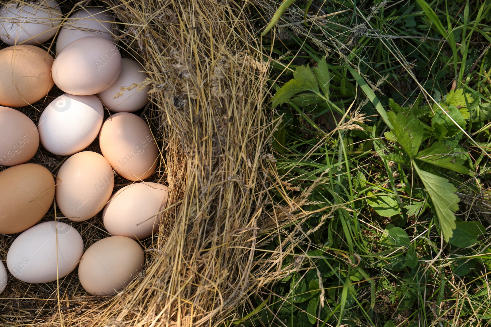 Photo of Nest with fresh raw eggs on green grass, top view. Space for text