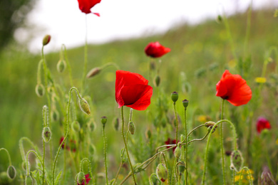 Blooming red poppy flowers in field on spring day