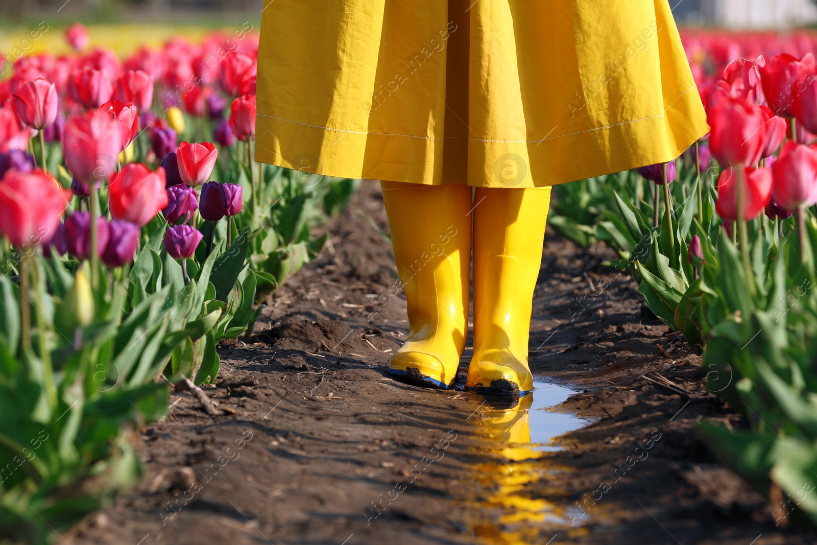 Photo of Woman in rubber boots walking across field with beautiful tulips after rain, closeup