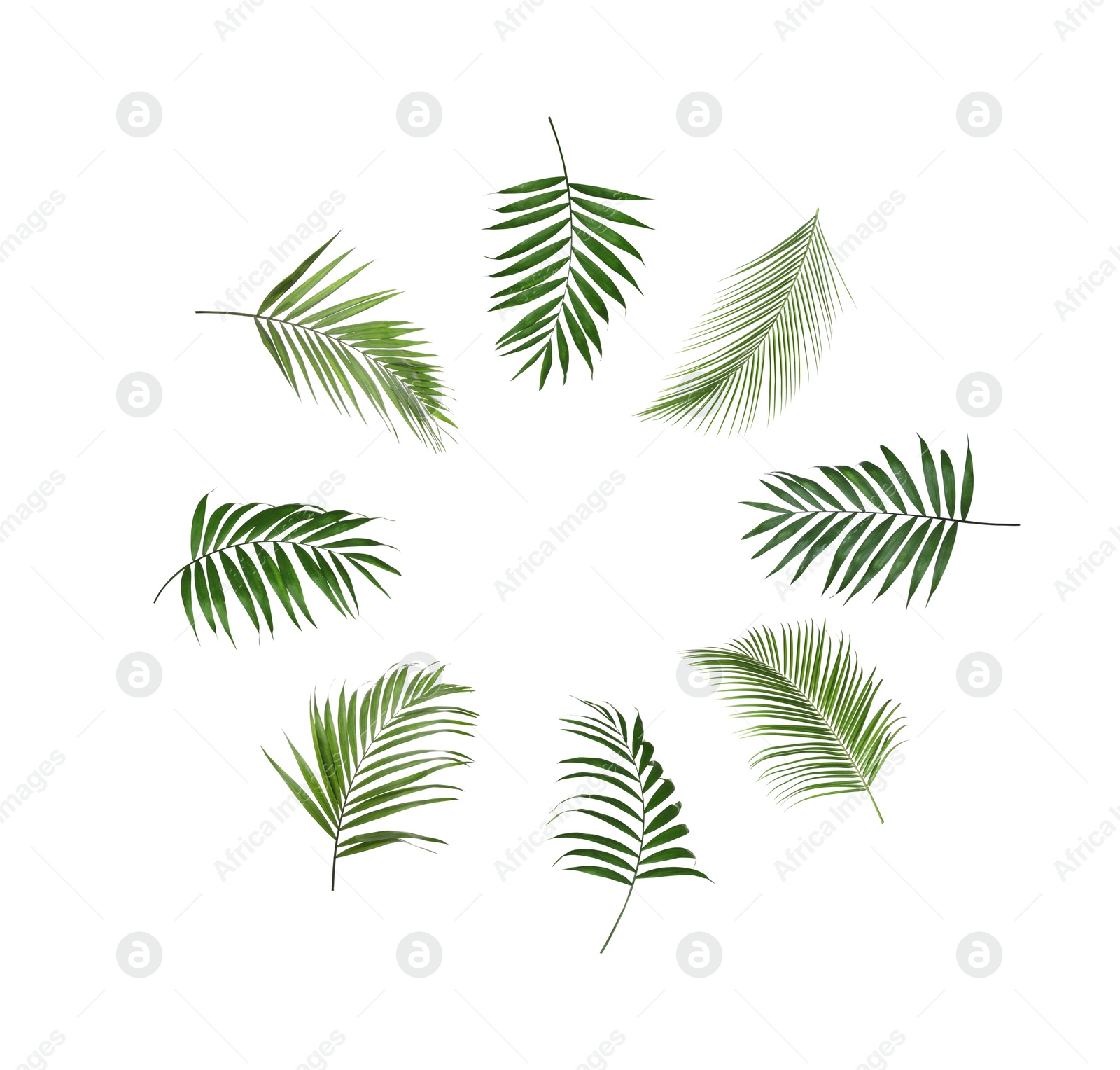 Image of Set of tropical leaves on white background