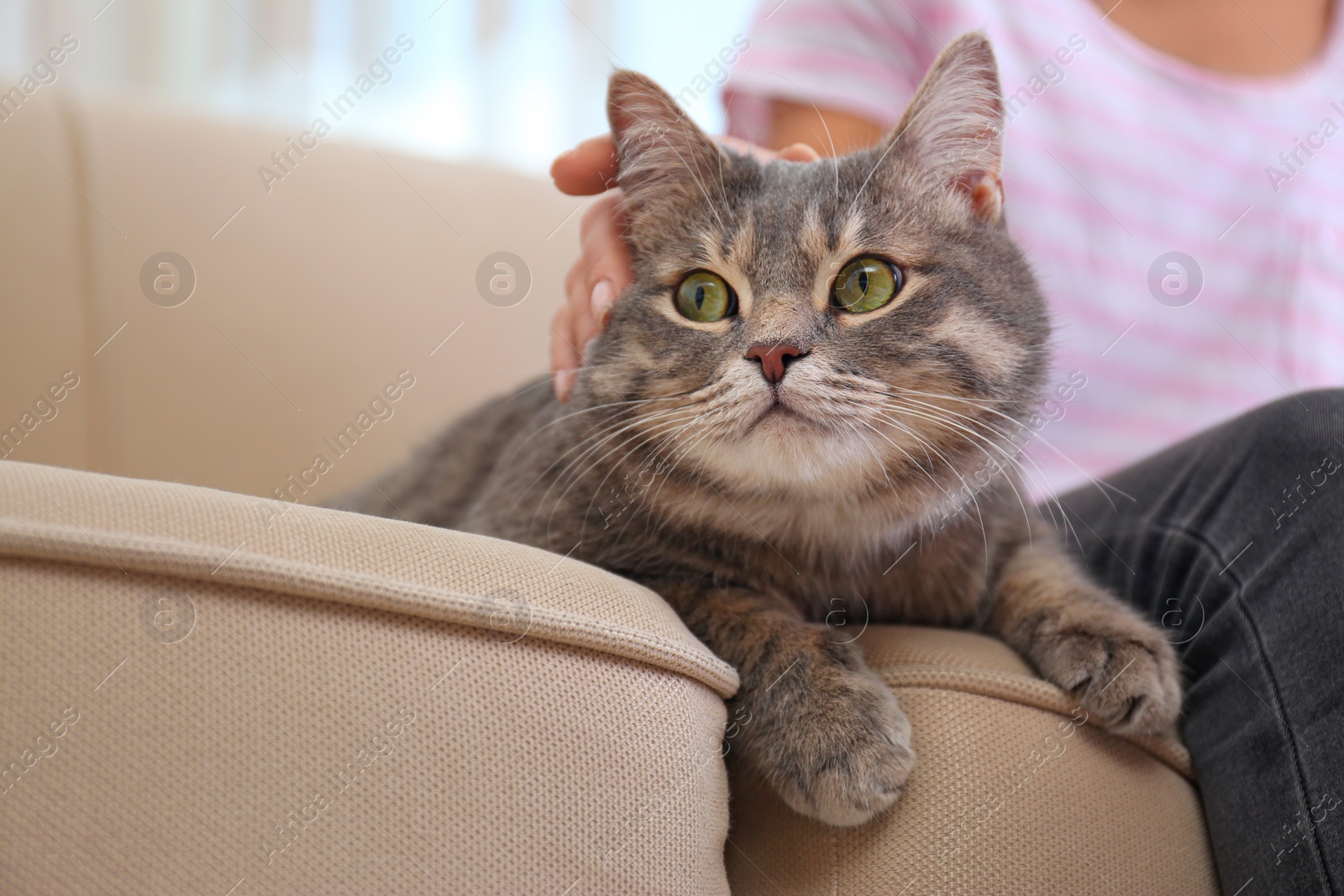 Photo of Young woman and cute gray tabby cat on couch indoors, closeup. Lovely pet