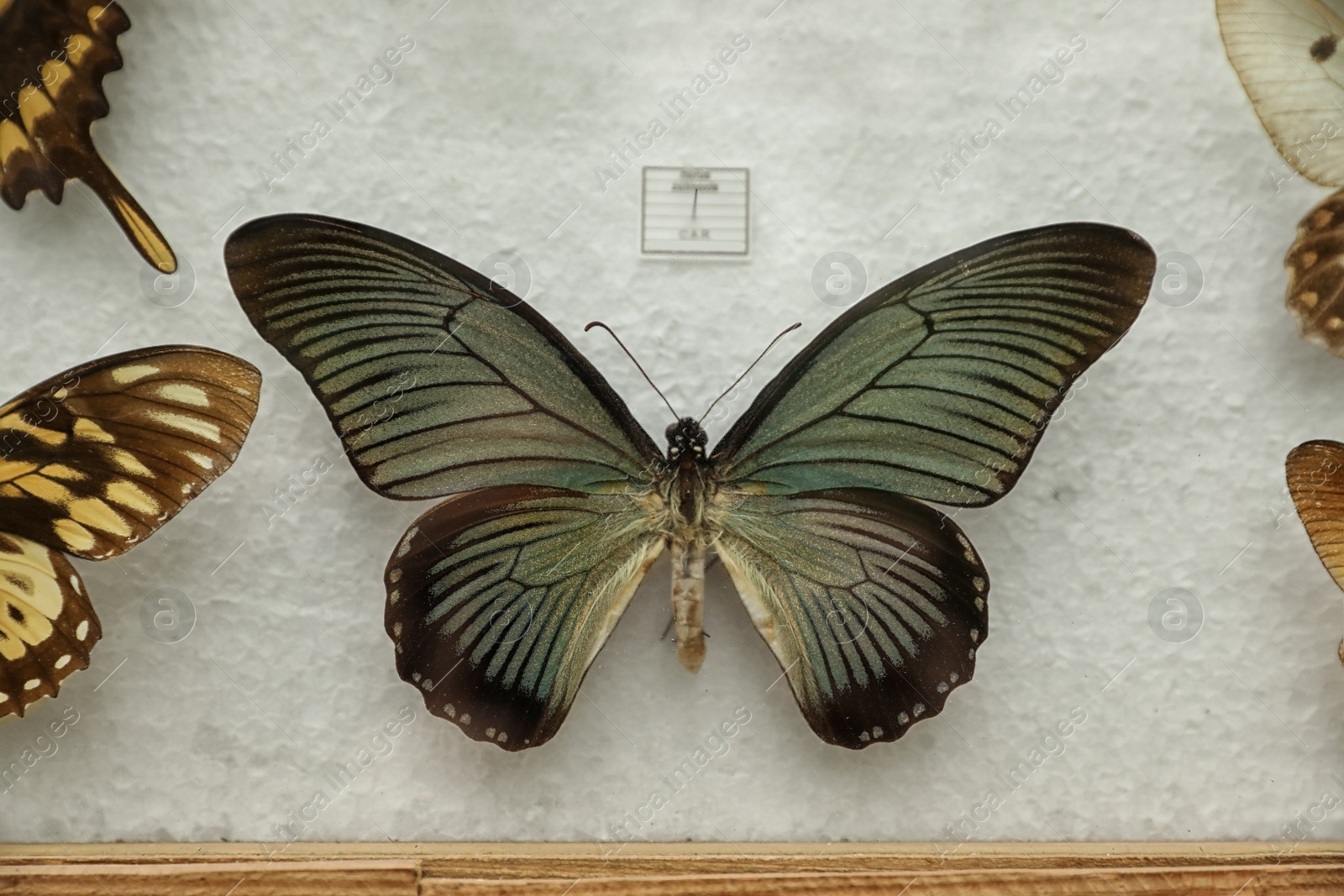 Photo of Beautiful Papilio zalmoxis butterfly on white background