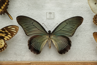 Photo of Beautiful Papilio zalmoxis butterfly on white background