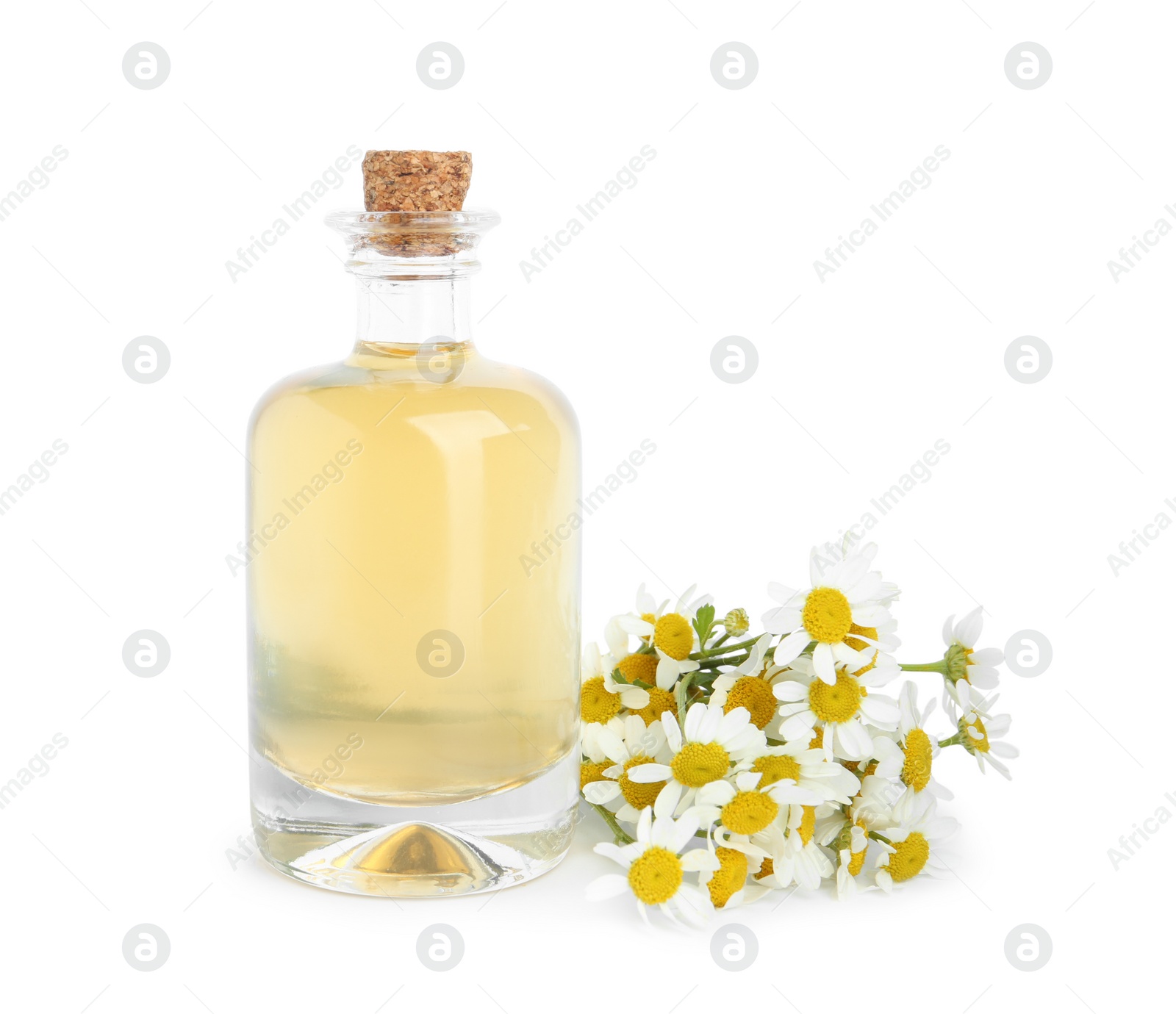 Photo of Bottle of essential oil and fresh chamomiles isolated on white