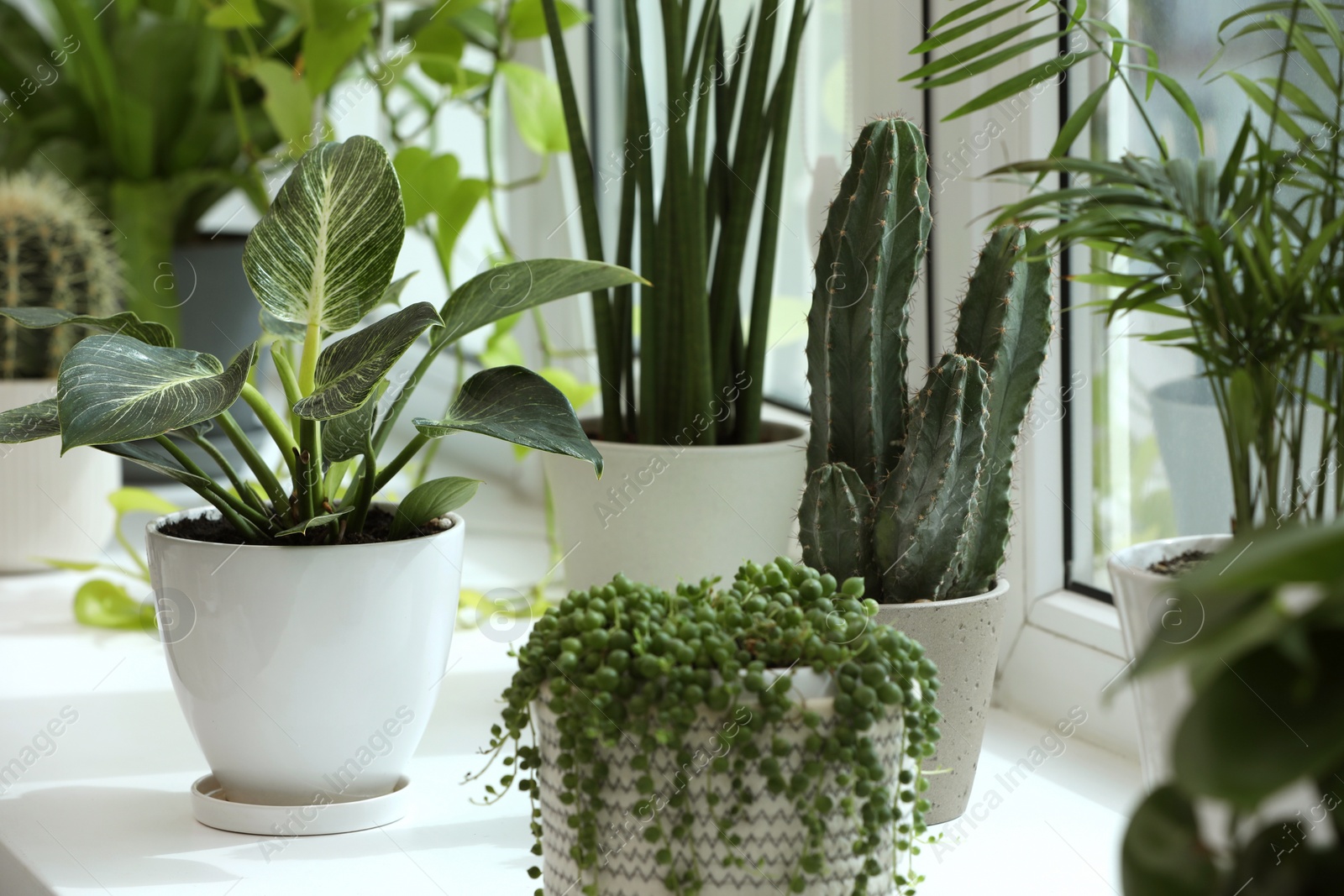 Photo of Many beautiful potted houseplants on windowsill indoors