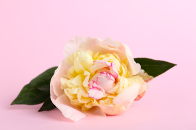 Photo of Beautiful white peony flower on pink background, closeup