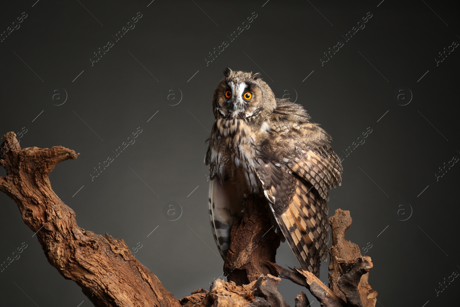 Photo of Beautiful eagle owl on tree against grey background. Predatory bird