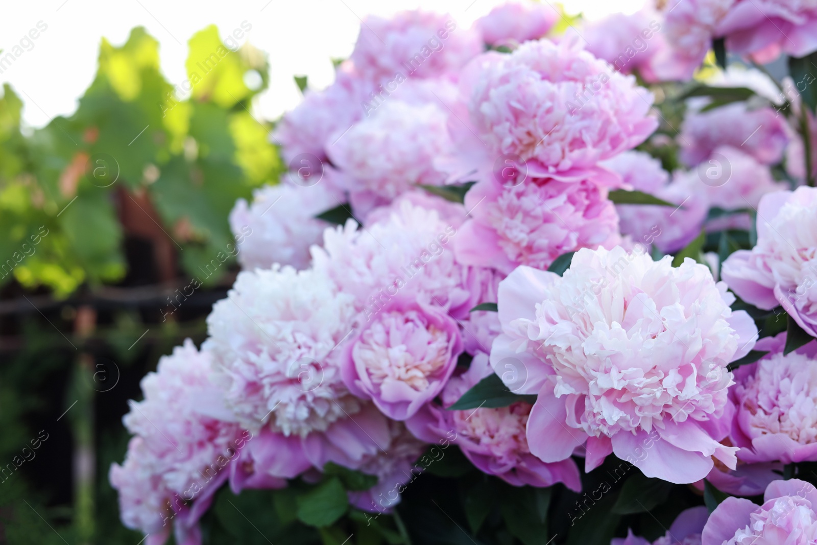 Photo of Blooming peony plant with beautiful pink flowers outdoors, closeup