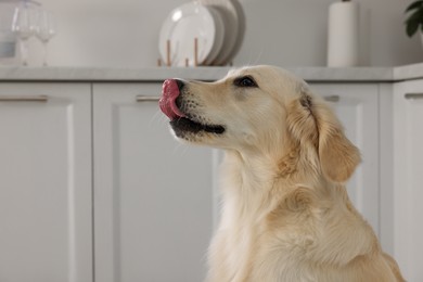 Photo of Cute Labrador Retriever showing tongue in kitchen at home