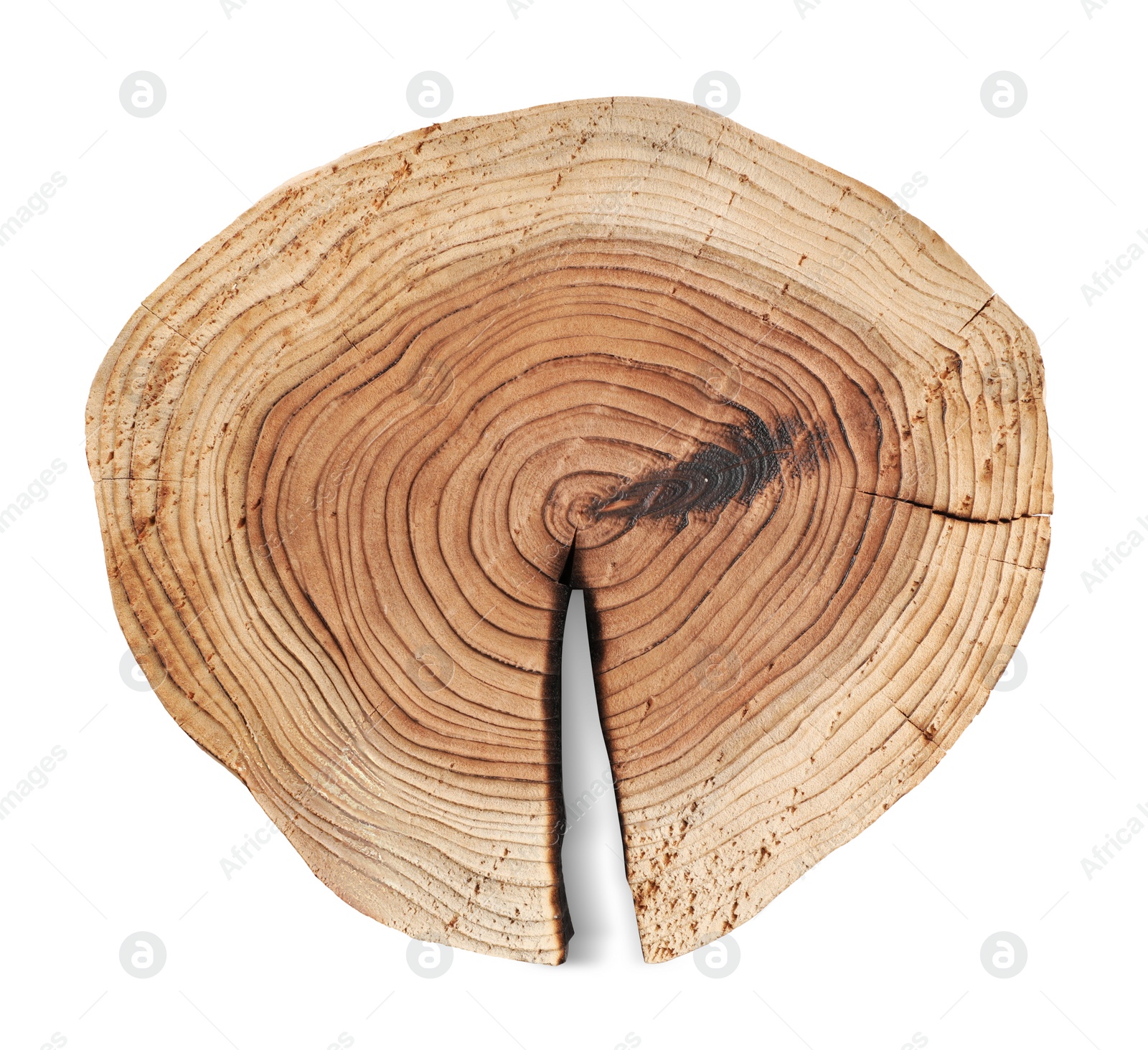 Photo of Cracked tree stump as decorative stand isolated on white, top view