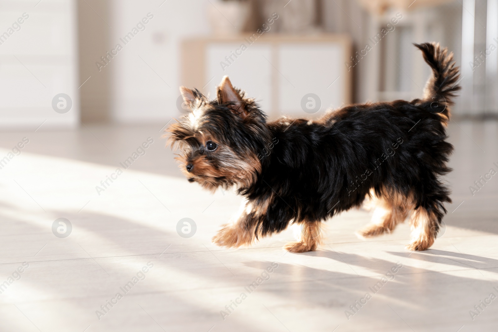 Photo of Cute Yorkshire terrier puppy on wooden floor indoors, space for text. Happy dog