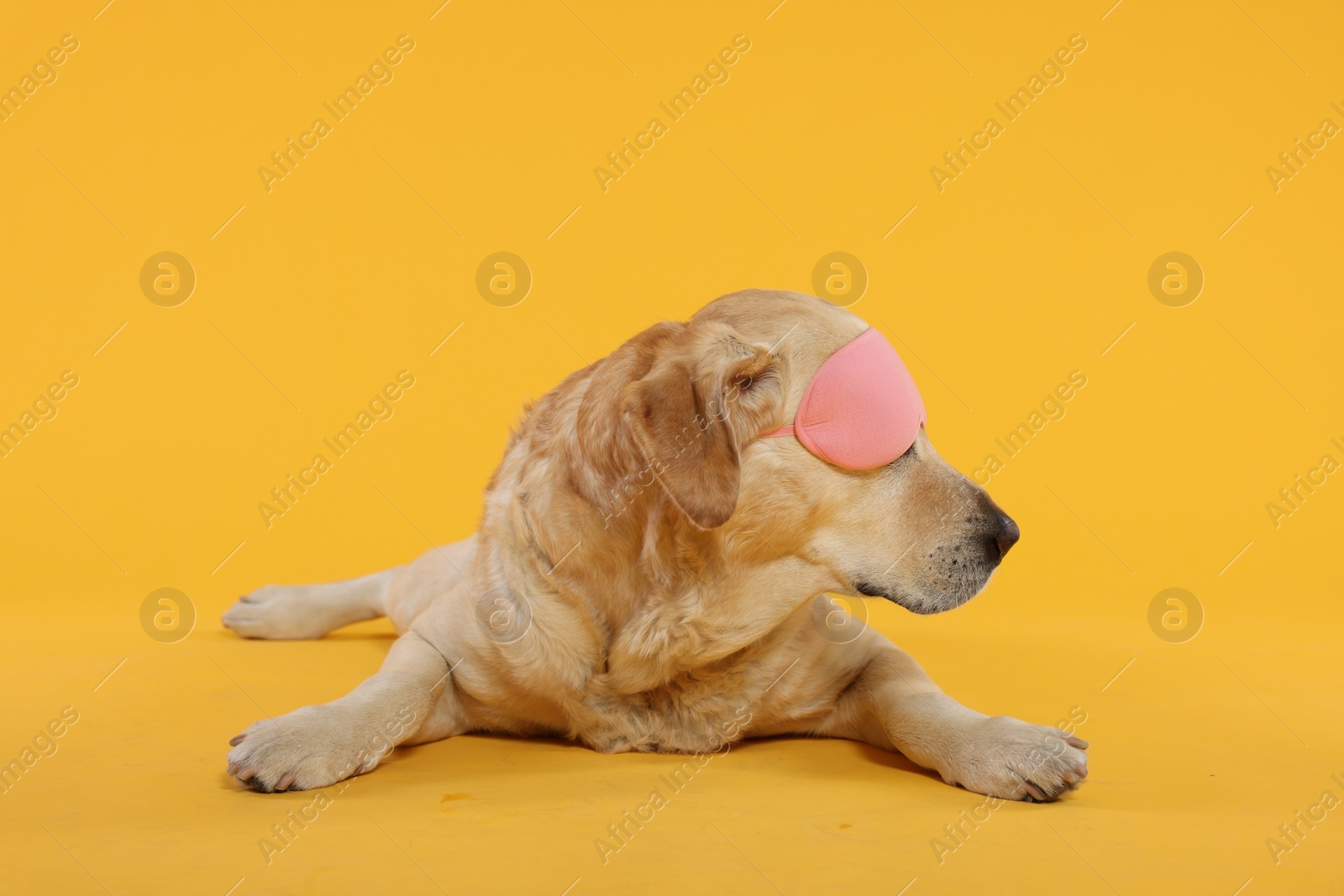 Photo of Cute Labrador Retriever with sleep mask resting on yellow background