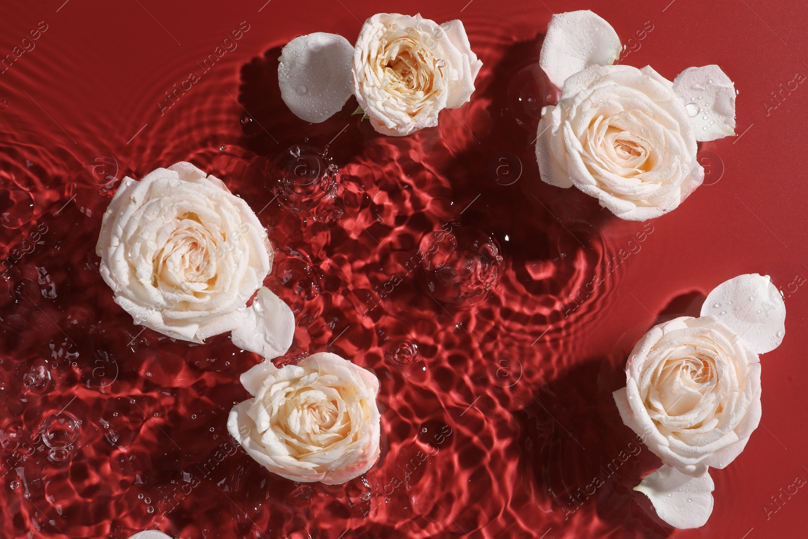 Photo of Beautiful roses and petals in water on burgundy background, top view