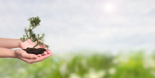 Image of Woman holding small tree in soil on sunny day, banner design with space for text. Ecology protection